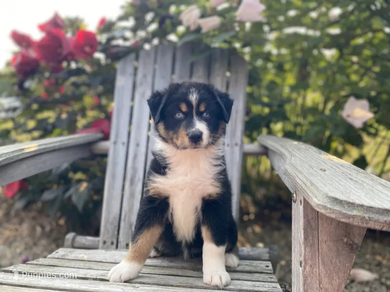 AKC Tri color female  – Australian Shepherd puppy for sale in Zeeland, MI