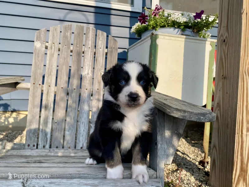 AKC tri color male  – Australian Shepherd puppy for sale in Zeeland, MI