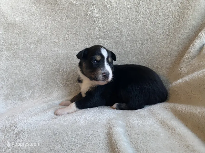AKC tri female – Australian Shepherd puppy for sale in Zeeland, MI