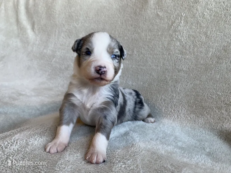 AKC blue Merle male  – Australian Shepherd puppy for sale in Zeeland, MI