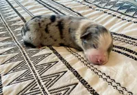 AKC blue Merle male , a male Australian Shepherd for sale in Zeeland, MI – 2 of 4