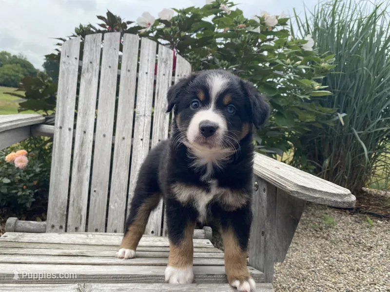AKC black tri male  – Australian Shepherd puppy for sale in Zeeland, MI