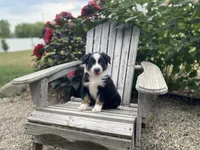 AKC tri color , a male Australian Shepherd for sale in Zeeland, MI – 3 of 4