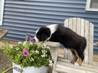 AKC Tri color male , a male Australian Shepherd for sale in Zeeland, MI – 4 of 6