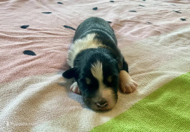 AKC tri female – Australian Shepherd puppy for sale in Zeeland, MI
