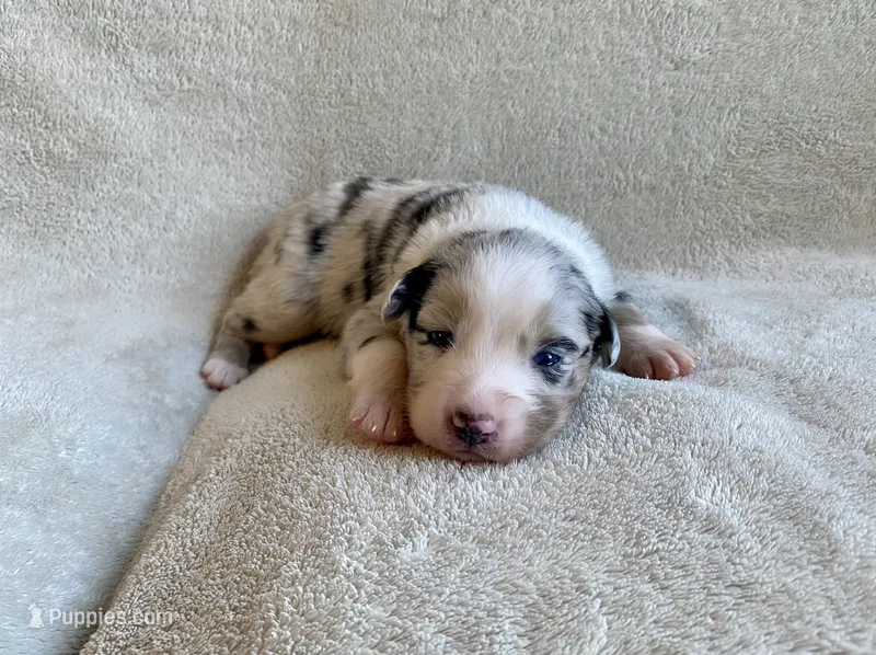 AKC blue Merle Female  – Australian Shepherd puppy for sale in Zeeland, MI