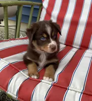 AKC red tri, a male Australian Shepherd for sale in Zeeland, MI – 2 of 3