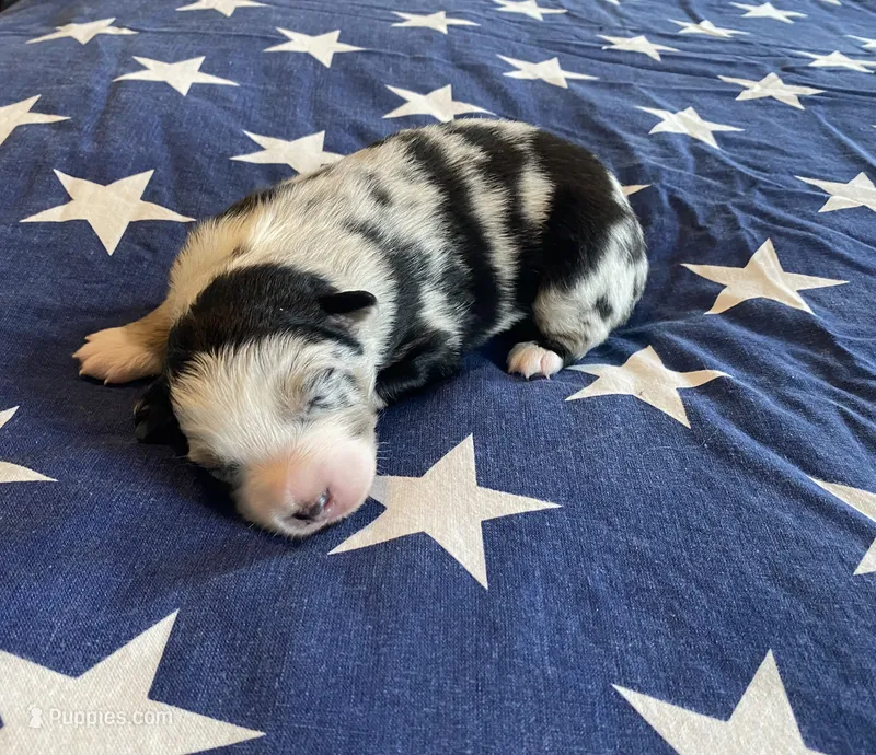 AKC blue Merle male  – Australian Shepherd puppy for sale in Zeeland, MI