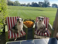 AKC Tri color female , a female Australian Shepherd for sale in Zeeland, MI – Photo 8 of 8