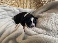 AKC Tri color female , a female Australian Shepherd for sale in Zeeland, MI – Photo 4 of 8