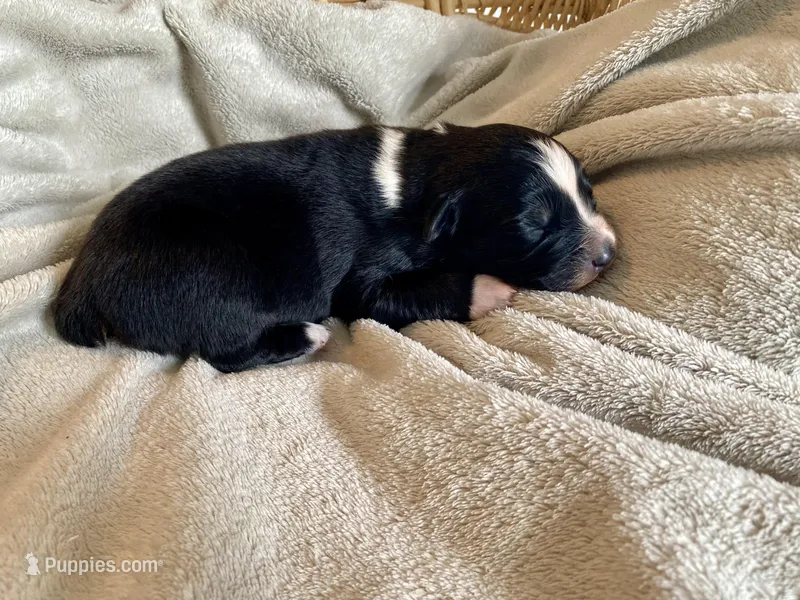 AKC Tri color female  – Australian Shepherd puppy for sale in Zeeland, MI