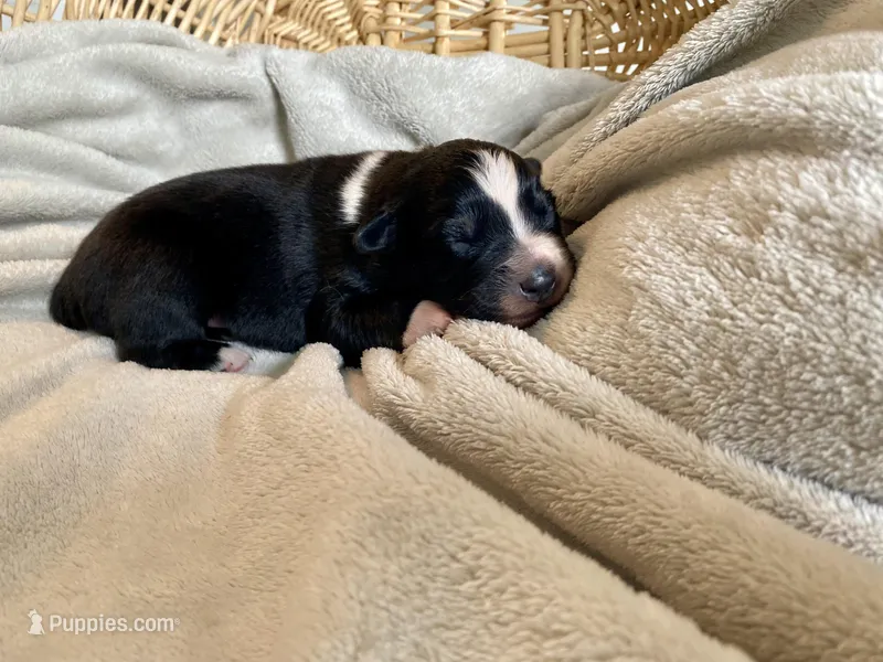 AKC Tri color female  – Australian Shepherd puppy for sale in Zeeland, MI