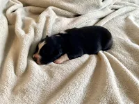 AKC Tri color female , a female Australian Shepherd for sale in Zeeland, MI – Photo 5 of 8