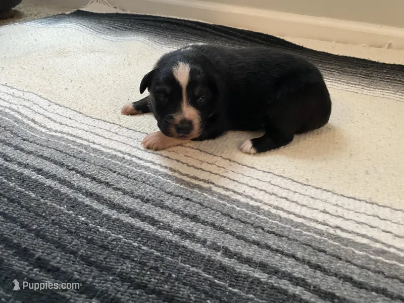 AKC Tri color female  – Australian Shepherd puppy for sale in Zeeland, MI