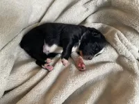 AKC Tri color female , a female Australian Shepherd for sale in Zeeland, MI – Photo 2 of 8