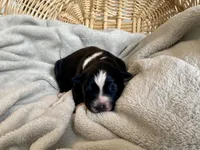 AKC Tri color female , a female Australian Shepherd for sale in Zeeland, MI – Photo 3 of 8