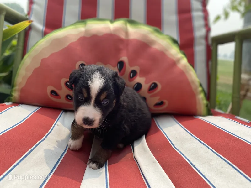 AKC black tri male  – Australian Shepherd puppy for sale in Zeeland, MI
