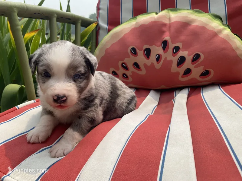 AKC blue Merle male  – Australian Shepherd puppy for sale in Zeeland, MI