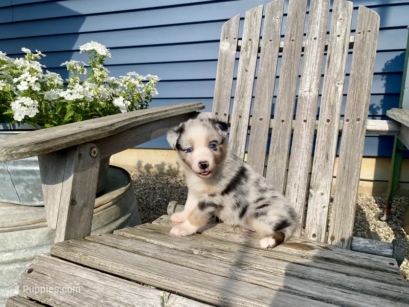 AKC blue Merle Female  – Australian Shepherd puppy for sale in Zeeland, MI