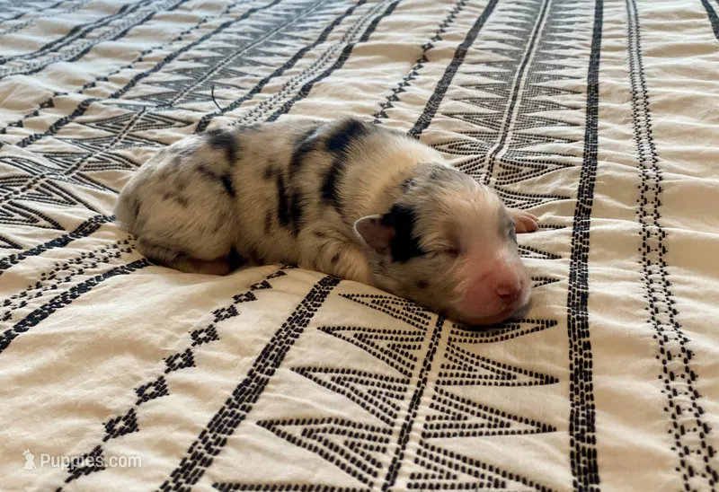 AKC blue Merle Female  – Australian Shepherd puppy for sale in Zeeland, MI