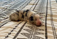 AKC blue Merle Female , a female Australian Shepherd for sale in Zeeland, MI – 1 of 4