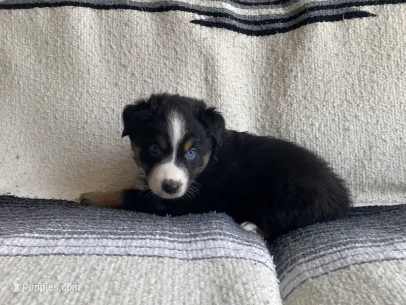 AKC black tri male  – Australian Shepherd puppy for sale in Zeeland, MI