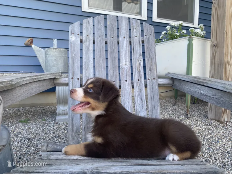 AKC Blue eyes  – Australian Shepherd puppy for sale in Zeeland, MI