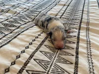 AKC blue Merle Female , a female Australian Shepherd for sale in Zeeland, MI – 4 of 4