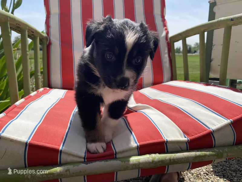 AKC Black tri female , a female Australian Shepherd for sale in Zeeland, MI – 1 of 3