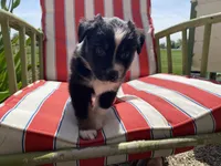 AKC Black tri female , a female Australian Shepherd for sale in Zeeland, MI – 1 of 3