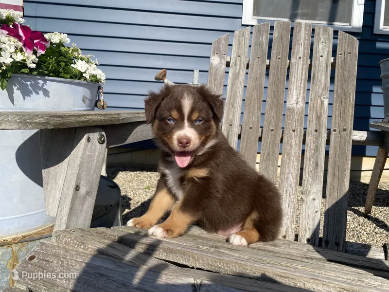 AKC Blue eyes male  – Australian Shepherd puppy for sale in Zeeland, MI