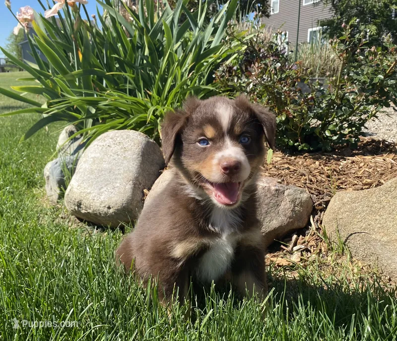 AKC red tri – Australian Shepherd puppy for sale in Zeeland, MI