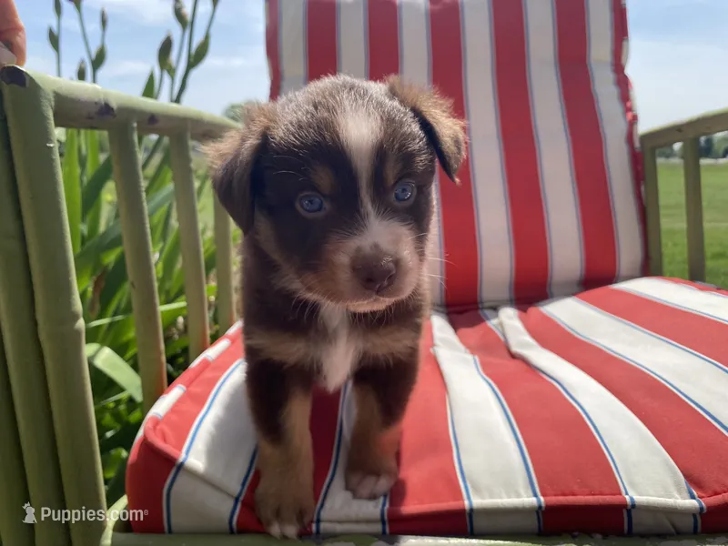 AKC red tri male  – Australian Shepherd puppy for sale in Zeeland, MI