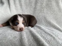 AKC Blue eyes, a female Australian Shepherd for sale in Zeeland, MI – 7 of 10