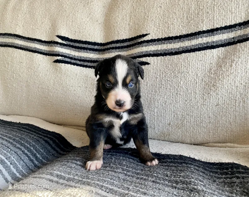 AKC black tri male  – Australian Shepherd puppy for sale in Zeeland, MI