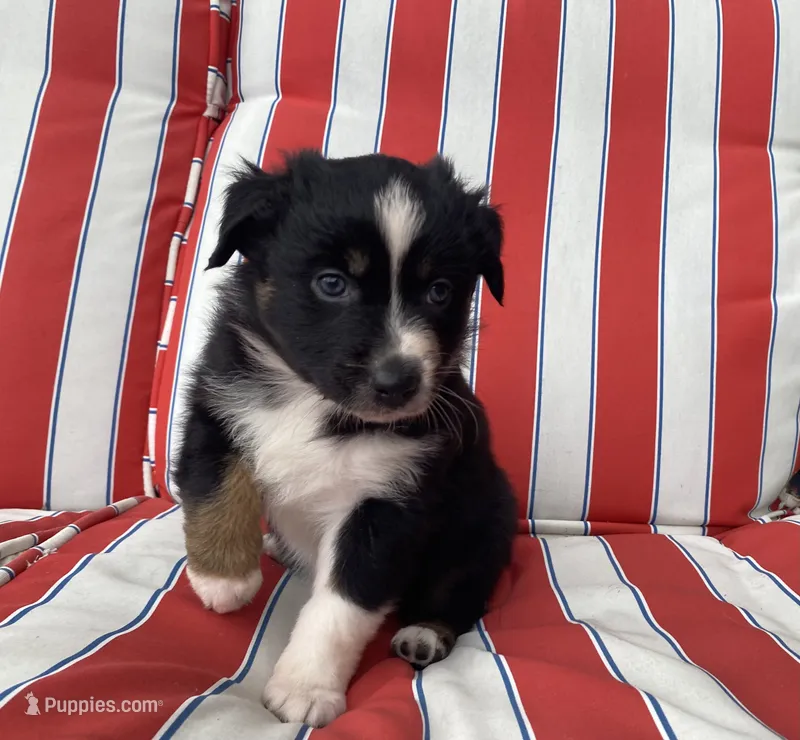 AKC tri female  – Australian Shepherd puppy for sale in Zeeland, MI