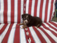 AKC red tri, a male Australian Shepherd for sale in Zeeland, MI – 3 of 3