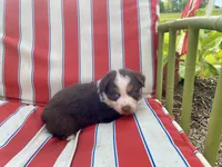 AKC Blue eyes female, a female Australian Shepherd for sale in Zeeland, MI – 6 of 7