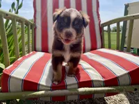AKC blue eyes male , a male Australian Shepherd for sale in Zeeland, MI – 3 of 3