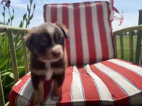 AKC blue eyes male , a male Australian Shepherd for sale in Zeeland, MI – 2 of 3