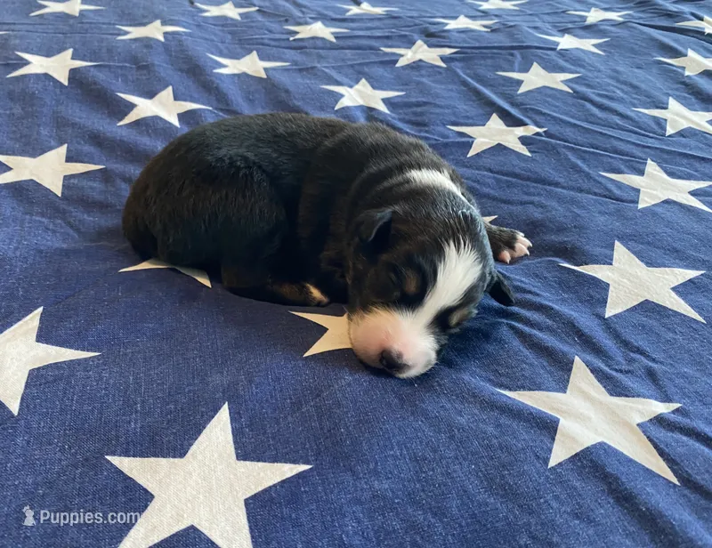 AKC black tri male  – Australian Shepherd puppy for sale in Zeeland, MI