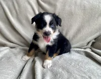 AKC Blue eye male, a male Australian Shepherd for sale in Zeeland, MI – 3 of 4