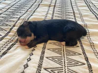 AKC black tri male , a male Australian Shepherd for sale in Zeeland, MI – 2 of 2