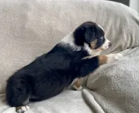 AKC Blue eye male, a male Australian Shepherd for sale in Zeeland, MI – 4 of 4