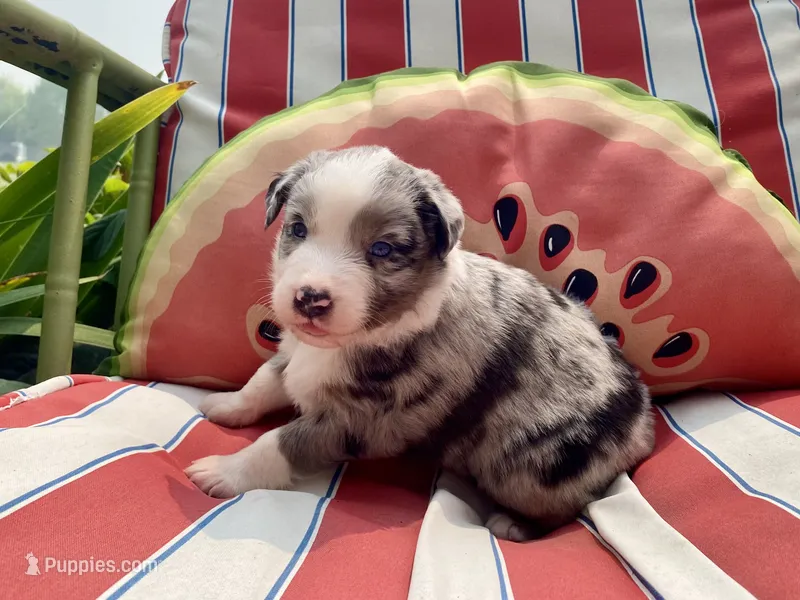 AKC blue Merle male  – Australian Shepherd puppy for sale in Zeeland, MI