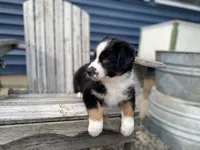 AKC Tri color male , a male Australian Shepherd for sale in Zeeland, MI – 6 of 6