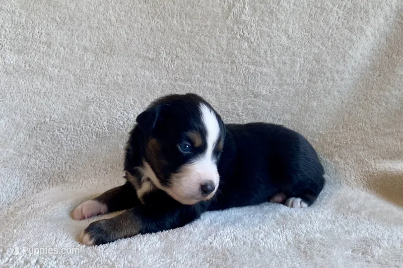 AKC black tri male  – Australian Shepherd puppy for sale in Zeeland, MI
