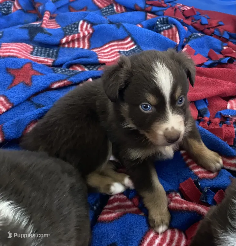 AKC  blue eyed male  – Australian Shepherd puppy for sale in Zeeland, MI