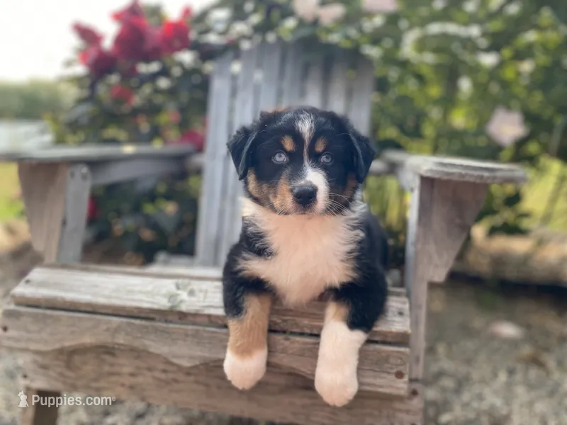 AKC Tri color female  – Australian Shepherd puppy for sale in Zeeland, MI