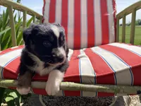 AKC tri color female , a female Australian Shepherd for sale in Zeeland, MI – 4 of 4